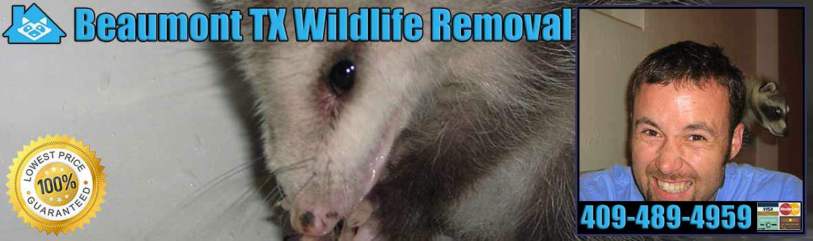 Beaumont Wildlife and Animal Removal